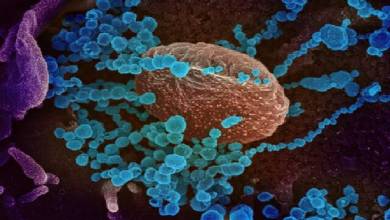 ایست؛ کرونا در کمین است!