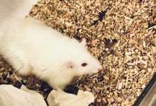 پیوند کبد مینیاتوری انسان به موش‌ها