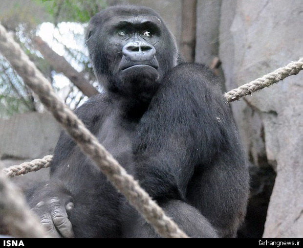 محکومیت شکارچی اوگاندایی به خاطر کشتن گوریل کمیاب