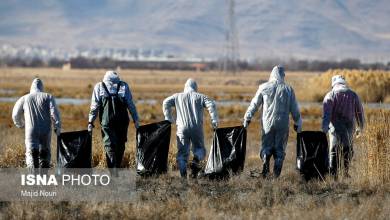 آنفلوانزای فوق حاد تعدادی از پرندگان در قم تایید شد