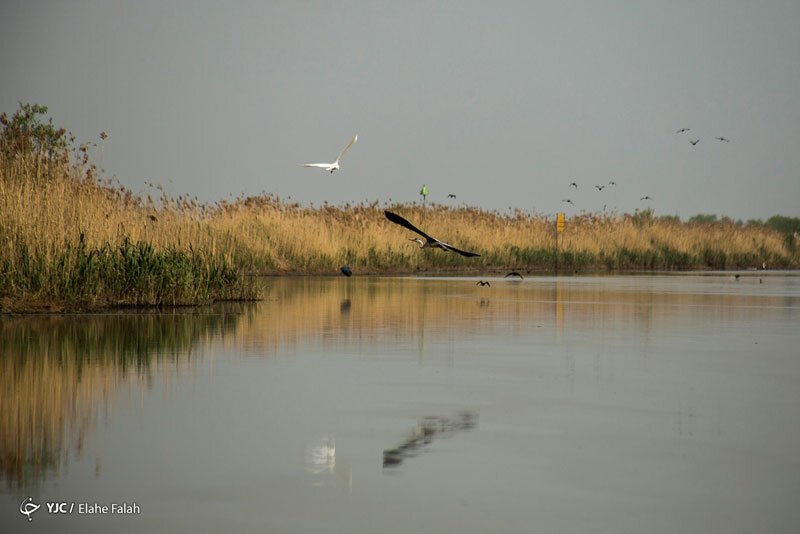 تالاب کانی برازان در مهاباد آتش گرفت