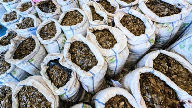 جنگل­ زدایی و انقراض جانوران، شیوع بیماری­‌های انسانی را افزایش می­ دهد