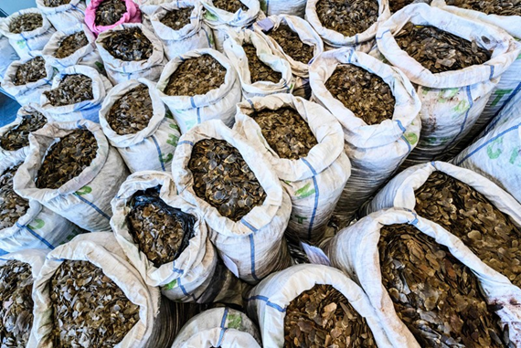 جنگل­ زدایی و انقراض جانوران، شیوع بیماری­‌های انسانی را افزایش می­ دهد