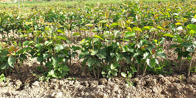 معرفی بهترین نهال آلو