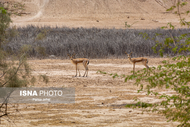 تاثیر منفی تغذیه آهوهای جنوب کشور از پسماند بر حیات وحش منطقه