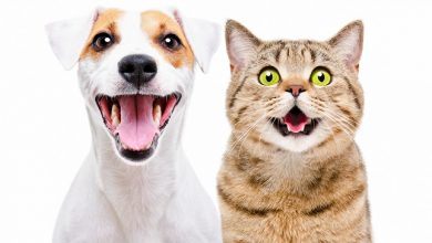 نظرات در مورد عقیم سازی سگ و گربه در ایران