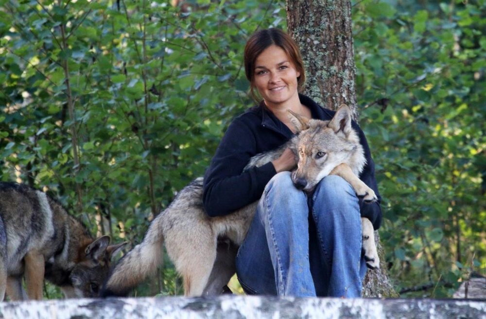 داستان دلبستگی گرگ ها به انسان ها را رمزگشایی کنید