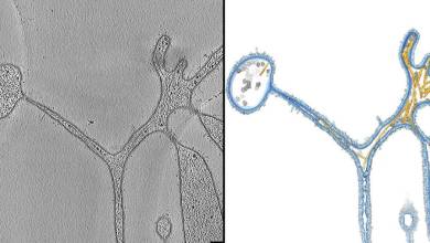 نقش این موجود عجیب در پیدایش ساختارهای پیچیده مهم