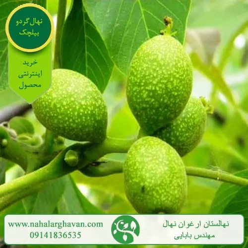 خواص کود گوسفندی برای درخت گردو