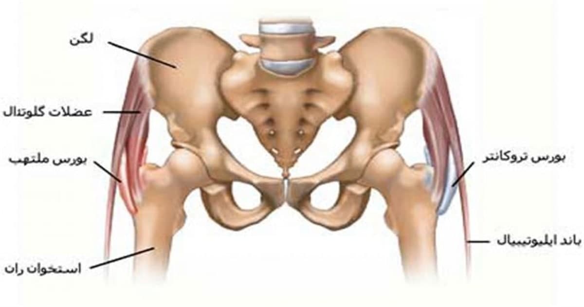 کف لگن چه نقشی در بدن ایفا می‌کند؟