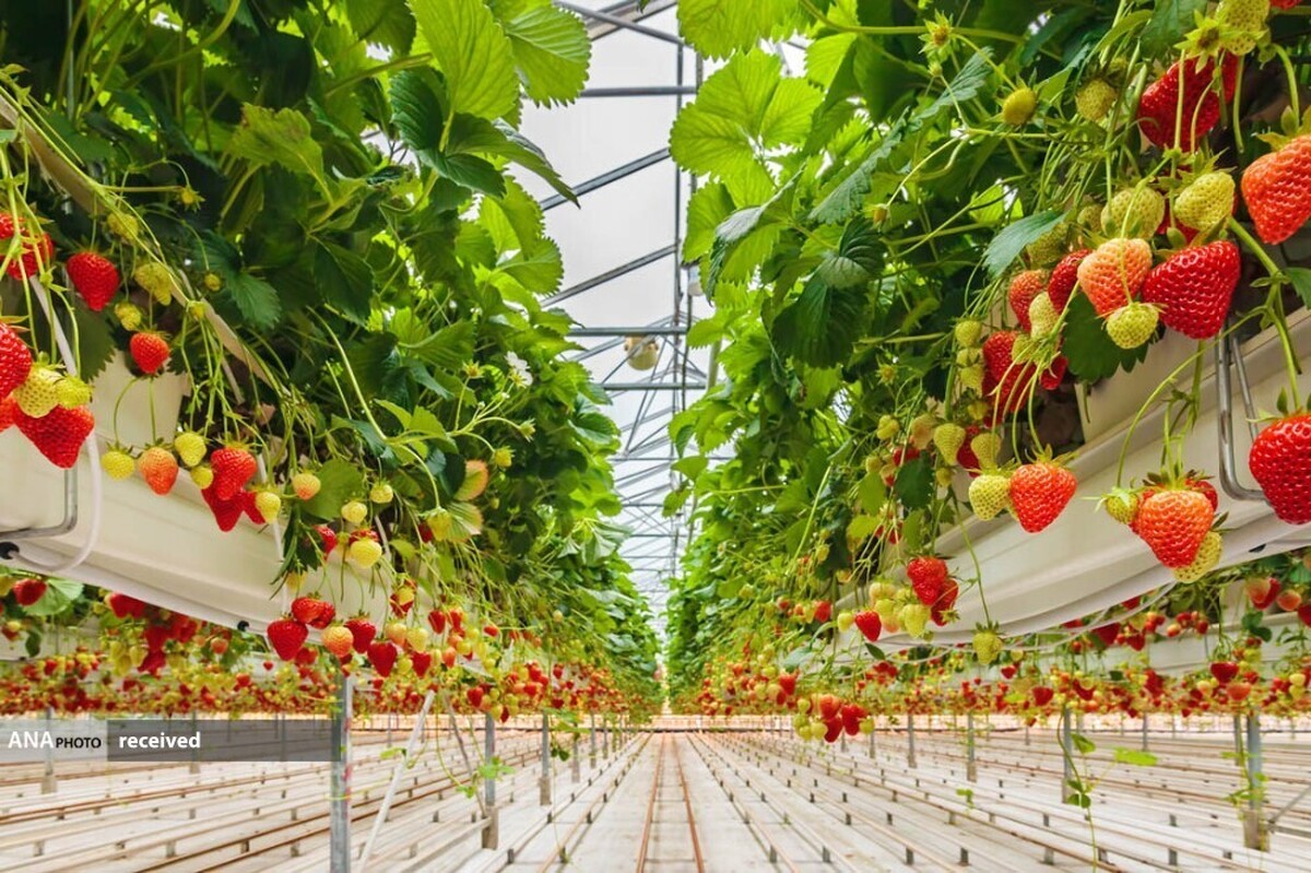 بهره‌وری در کشت توت‌فرنگی با استفاده فناوری نانوحباب افزایش می‌یابد