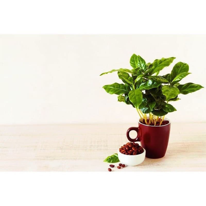 تأثیر انواع زمین‌های کشت و محیط‌های رشد بر کیفیت و خصوصیات قهوه موکا