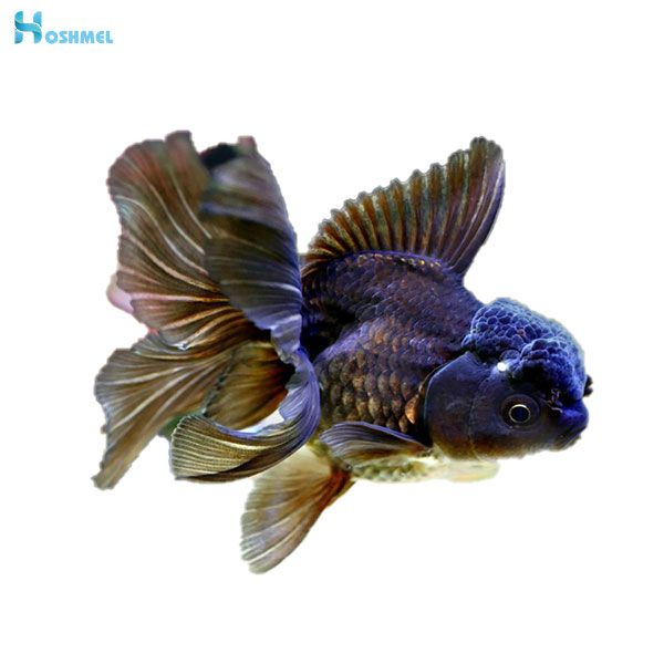 چه عواملی باعث ایجاد زخم در ماهی می شود؟