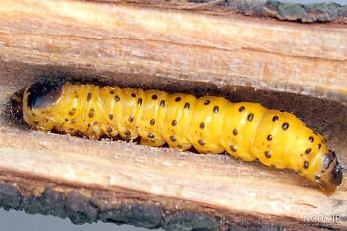 روش تشخیص آفت چوب خوار بادام