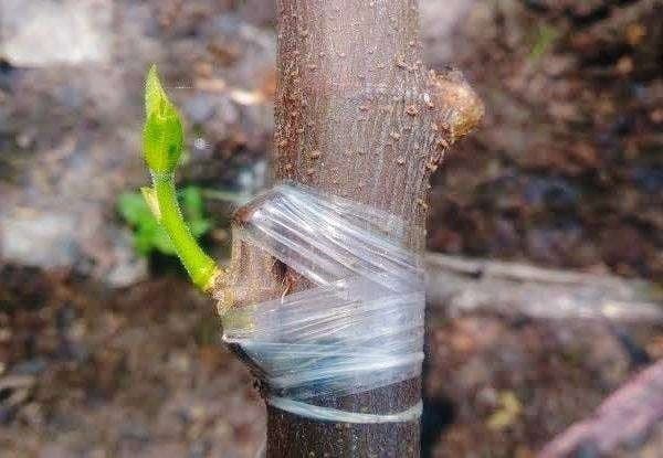 تفاوت نهال سیب بذری و پیوندی