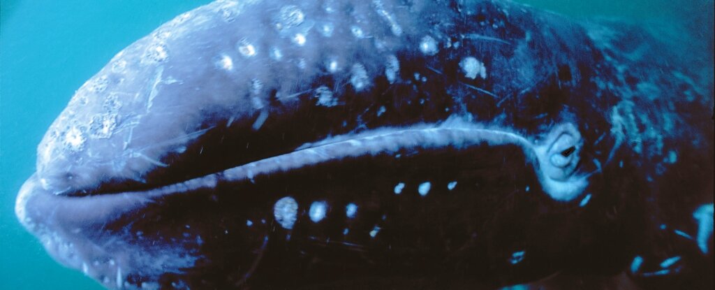 لاشه عجیب نهنگی که در اعماق آب زنده بود!/ فیلم