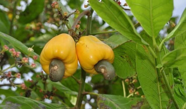 درخت بادام هندی چند ساله بار میدهد