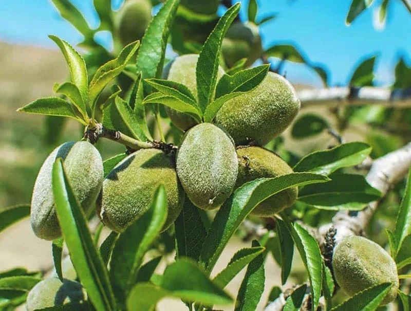 فصل برداشت بادام درختی