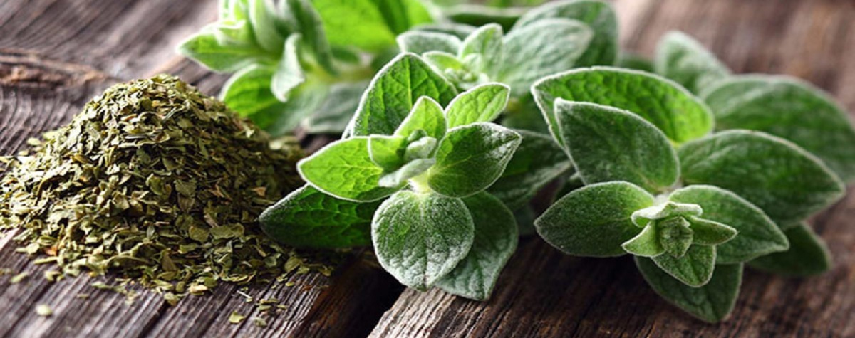 خواص گیاه دارویی پونه