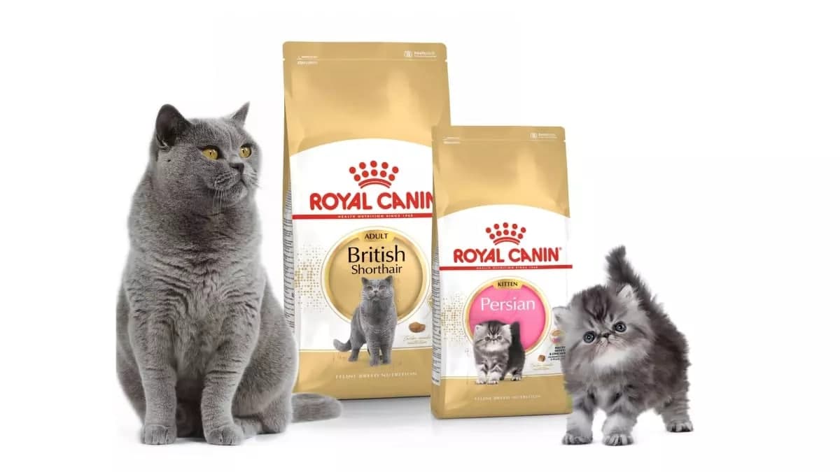 معرفی غذای رویال کنین ساور اگزیجنت برای گربه