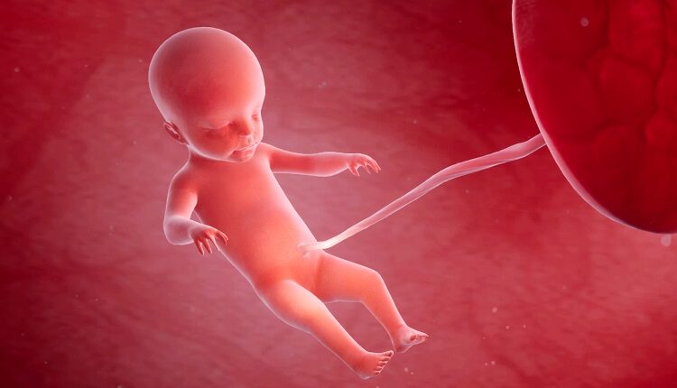 Useful fruits in the fifth month of pregnancy