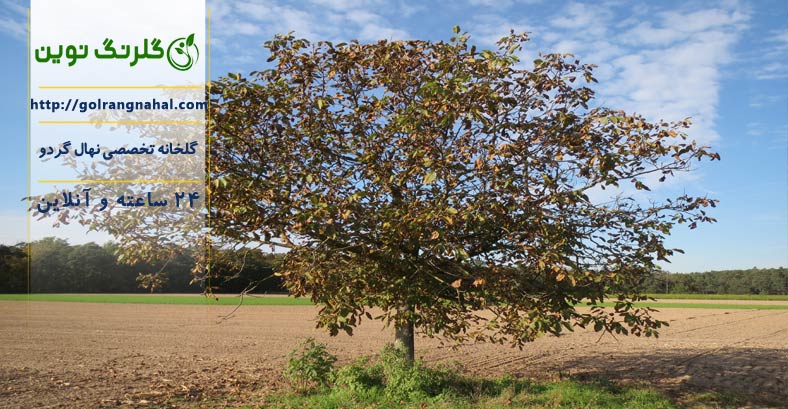 علت خشک شدن سر شاخه درخت گردو