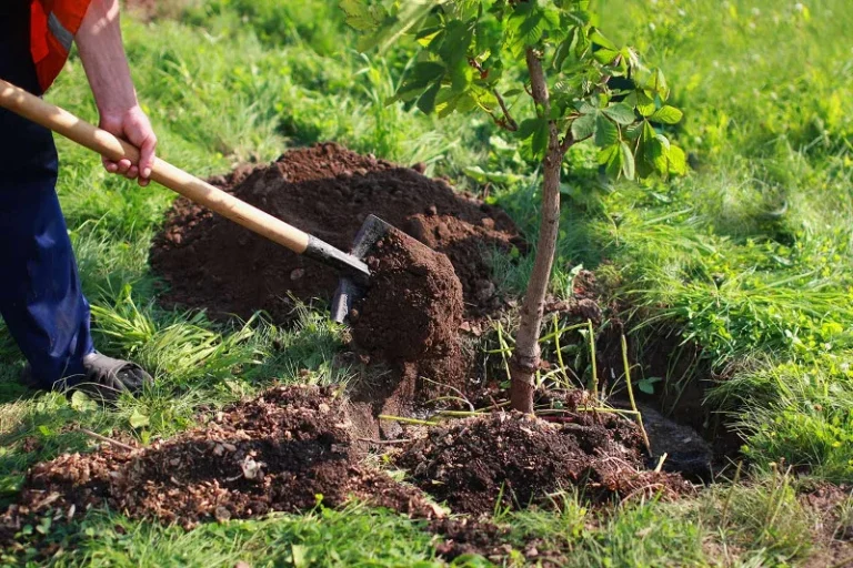 عمق چاله برای کاشت نهال گردو
