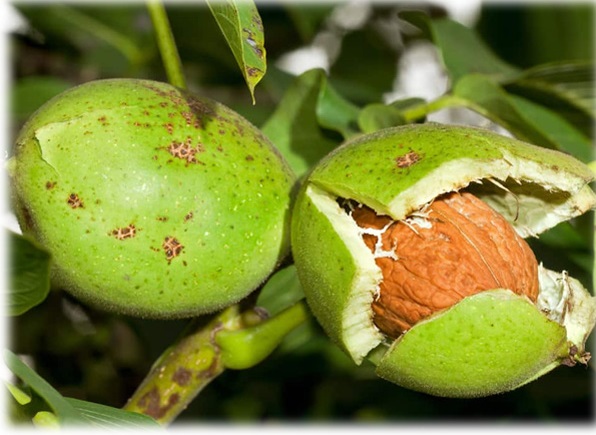 Online purchase of walnut seedlings from Saru Talai site
