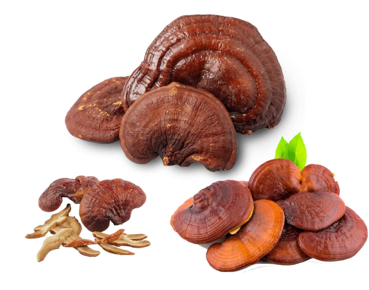 زگیل تناسلی و قارچ گانودرما