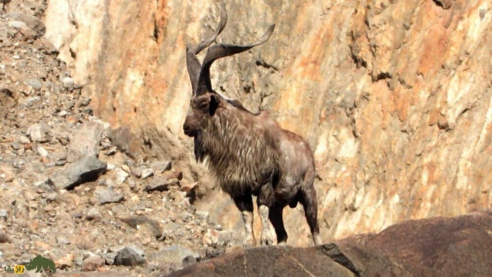 بزاق این «بز» پاکستانی ارزش طلا دارد