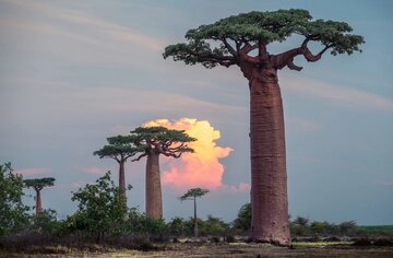 بائوباب-ماداگاسکار.jpg
