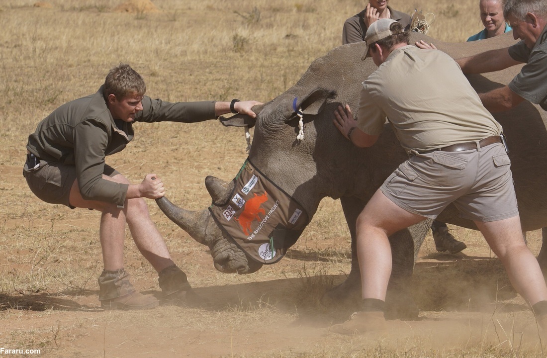 فیلم| استفاده از فناوری هسته‌ای برای جلوگیری از شکار کرگدن