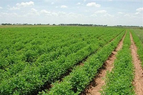 کشاورزی دانش بنیان، عامل پایداری تولید محصولات کشاورزی