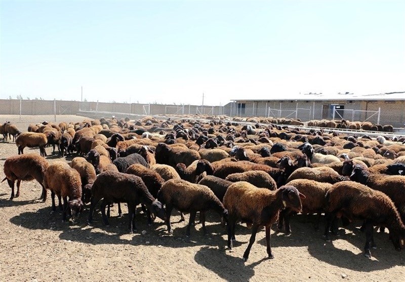 دام سبک زنده کیلویی ۳۰۰ هزار تومان شد